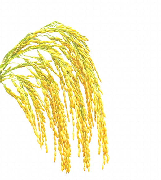 Palm